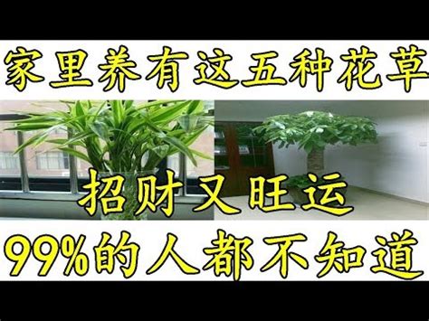 玄關招財植物|玄關可以放什麼植物？招財辟邪、淨化空氣，打造風水好宅！